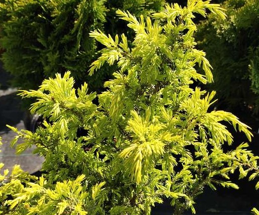 Можжевельник обыкновенный Голд Кон